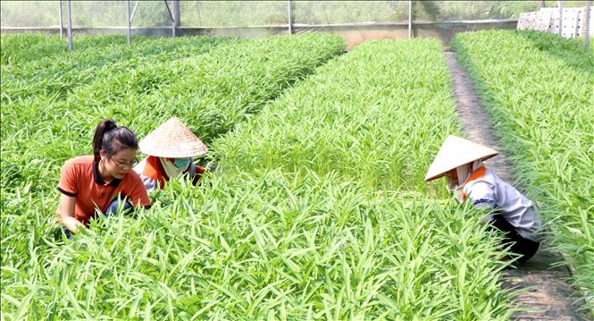 Trong ảnh: Chị Nguyễn Thị Trâm, xã Minh Tân, huyện Lương Tài, tỉnh Bắc Ninh khởi nghiệp thành công với mô hình nông nghiệp công nghệ cao. Ảnh: Đinh Văn Nhiều-TTXVN