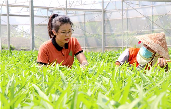 Trong ảnh: Chị Nguyễn Thị Trâm, xã Minh Tân, huyện Lương Tài, tỉnh Bắc Ninh khởi nghiệp thành công với mô hình nông nghiệp công nghệ cao. Ảnh: Đinh Văn Nhiều-TTXVN