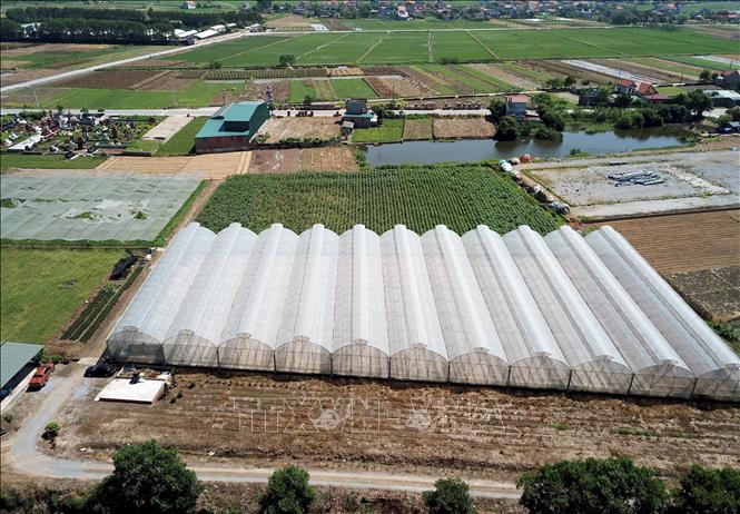 Trong ảnh: Mô hình sản xuất nông nghiệp theo hướng công nghệ cao của chị Nguyễn Thị Trâm, xã Minh Tân, huyện Lương Tài, tỉnh Bắc Ninh. Ảnh: Đinh Văn Nhiều-TTXVN