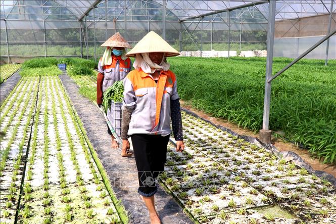 Trong ảnh: Mô hình sản xuất nông nghiệp theo hướng công nghệ cao của chị Nguyễn Thị Trâm, xã Minh Tân, huyện Lương Tài, tỉnh Bắc Ninh tạo công ăn việc làm cho nhiều lao động địa phương. Ảnh: Đinh Văn Nhiều-TTXVN