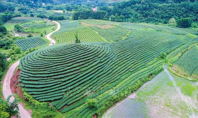 Trong ảnh: Những đồi chè đẹp có thể phát triển loại hình du lịch tham quan, trải nghiệm tại thôn Hòa An, xã Thái Bình, huyện Đình Lập, tỉnh Lạng Sơn. Ảnh: Anh Tuấn – TTXVN