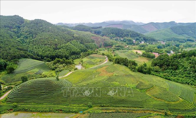 Trong ảnh: Những đồi chè đẹp có thể phát triển loại hình du lịch tham quan, trải nghiệm tại thôn Hòa An, xã Thái Bình, huyện Đình Lập, tỉnh Lạng Sơn. Ảnh: Anh Tuấn – TTXVN