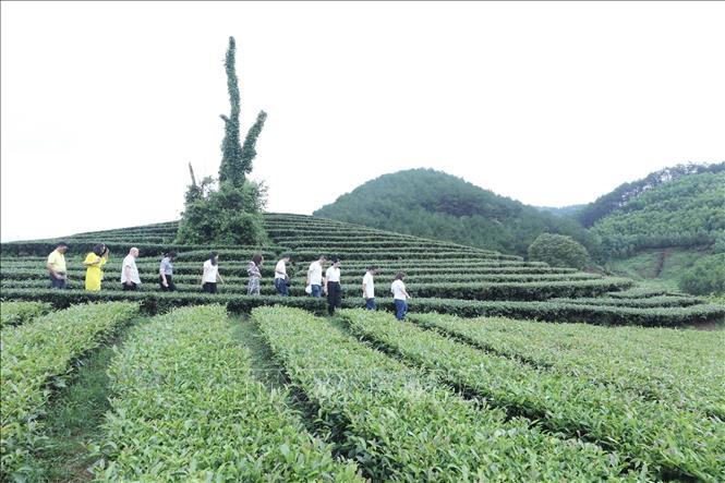 Trong ảnh: Du khách tham quan, trải nghiệm du lịch đồi chè tại thôn Hòa An, xã Thái Bình, huyện Đình Lập, tỉnh Lạng Sơn. Ảnh: Anh Tuấn – TTXVN