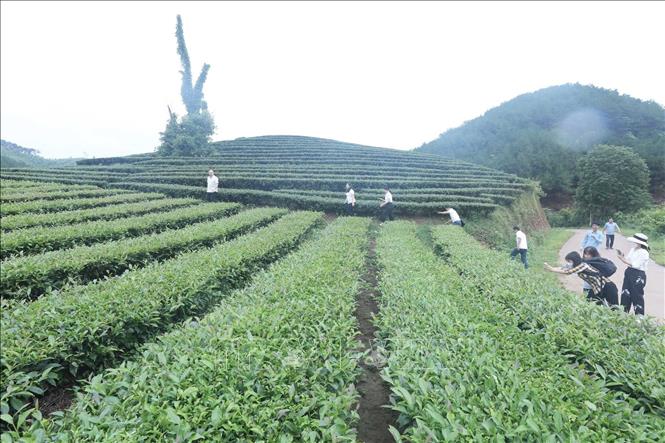 Trong ảnh: Du khách tham quan, trải nghiệm du lịch đồi chè tại thôn Hòa An, xã Thái Bình, huyện Đình Lập, tỉnh Lạng Sơn. Ảnh: Anh Tuấn – TTXVN