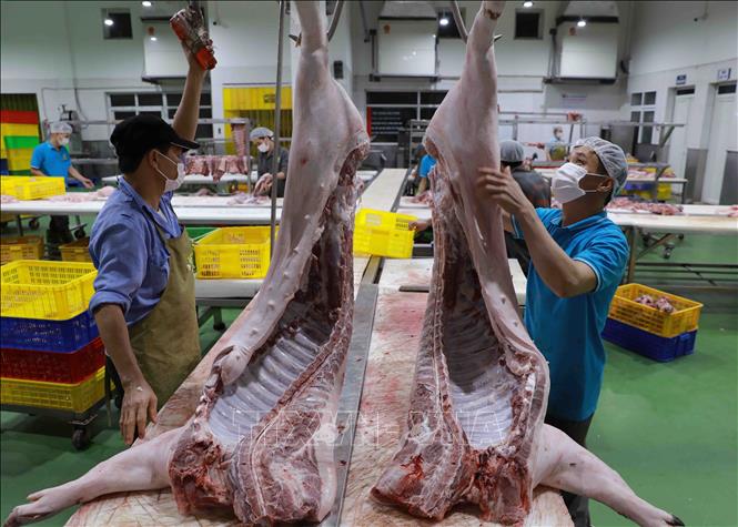 Sơ chế thịt lợn để cung cấp ra thị trường tại nhà máy của Công ty thực phẩm Vinh Anh. Ảnh: Vũ Sinh - TTXVN