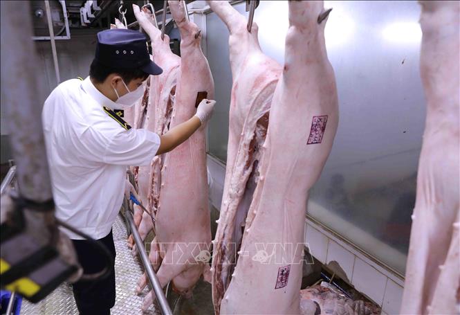 Nhân viên thú y kiểm tra, đóng dấu kiểm dịch lên sản phẩm thịt lợn trước khi xuất xưởng tại nhà máy của Công ty thực phẩm Vinh Anh. Ảnh: Vũ Sinh - TTXVN
