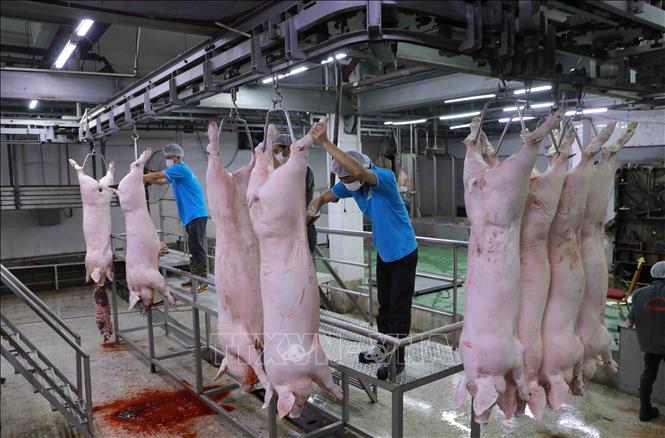 Hoạt động giết mổ lợn tại nhà máy của Công ty thực phẩm Vinh Anh. Ảnh: Vũ Sinh - TTXVN