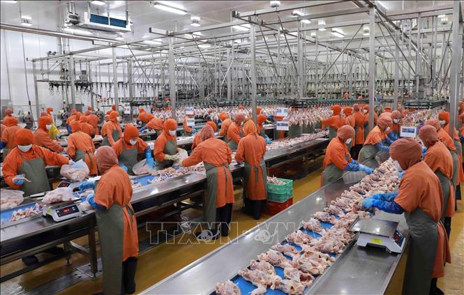 Dây chuyền chế biến thịt gà tại nhà máy của Công ty C.P Việt Nam ở KCN Phú Nghĩa, huyện Chương Mỹ, Hà Nội. Ảnh: Vũ Sinh - TTXVN
