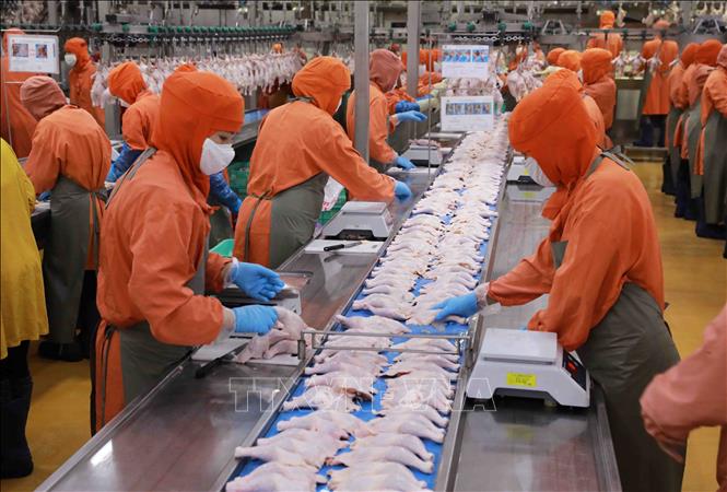 Dây chuyền chế biến thịt gà tại nhà máy của Công ty C.P Việt Nam ở KCN Phú Nghĩa, huyện Chương Mỹ, Hà Nội. Ảnh: Vũ Sinh - TTXVN