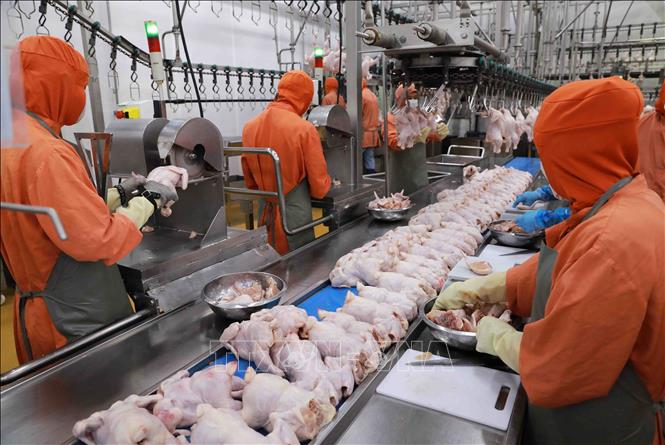 Dây chuyền chế biến thịt gà tại nhà máy của Công ty C.P Việt Nam ở KCN Phú Nghĩa, huyện Chương Mỹ, Hà Nội. Ảnh: Vũ Sinh - TTXVN