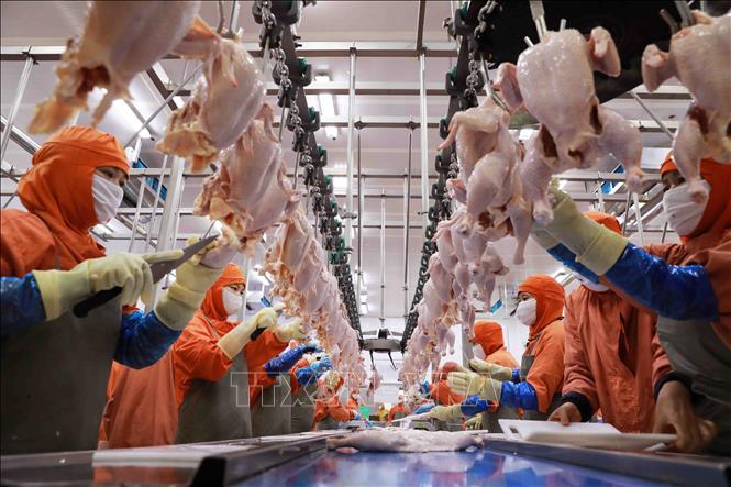 Dây chuyền chế biến thịt gà tại nhà máy của Công ty C.P Việt Nam ở KCN Phú Nghĩa, huyện Chương Mỹ, Hà Nội. Ảnh: Vũ Sinh - TTXVN