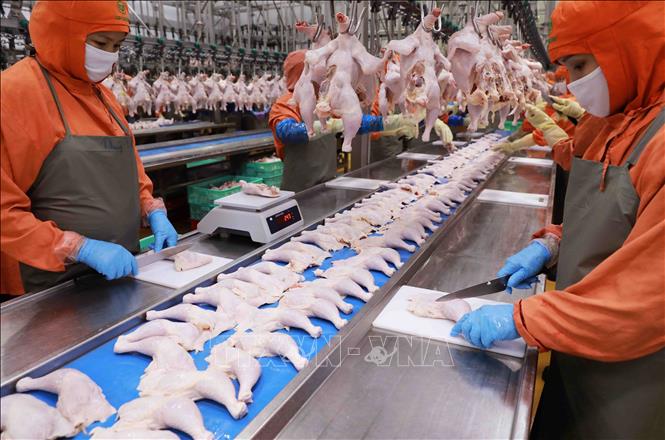 Phân loại, đóng gói sản phẩm thịt gà tại nhà máy của Công ty C.P Việt Nam ở KCN Phú Nghĩa, huyện Chương Mỹ, Hà Nội. Ảnh: Vũ Sinh - TTXVN