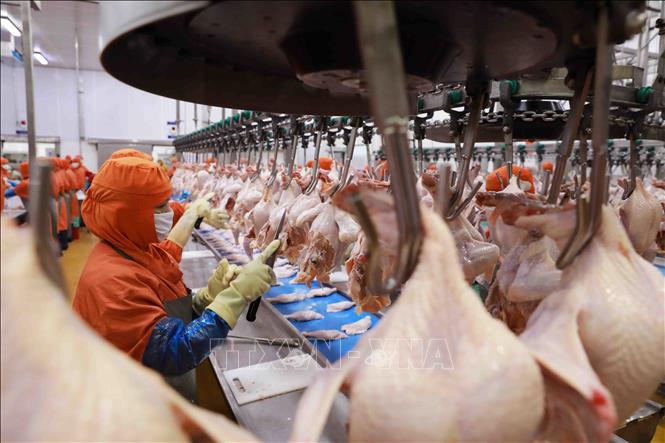 Dây chuyền chế biến thịt gà tại nhà máy của Công ty C.P Việt Nam ở KCN Phú Nghĩa, huyện Chương Mỹ, Hà Nội. Ảnh: Vũ Sinh - TTXVN