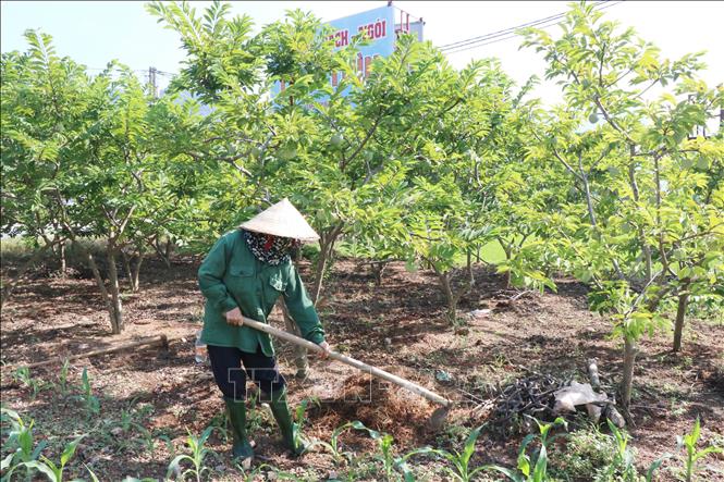 Trong ảnh: Nông dân xã La Hiên chăm sóc vườn na sản xuất theo tiêu chuẩn VietGap. Ảnh: Hoàng Nguyên - TTXVN