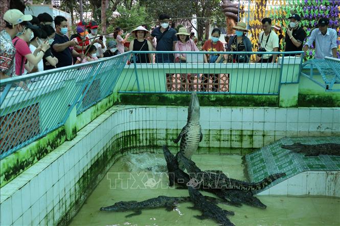 Trong ảnh: Du khách tra nghiệm câu cá sấu giải trí ở trại rắn Đồng Tâm. Ảnh: Hữu Chí - TTXVN