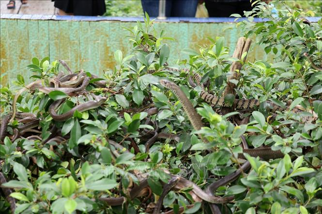 Trong ảnh: Rắn được nuôi trong môi trường tự nhiên ở trại rắn Đồng Tâm. Ảnh: Hữu Chí - TTXVN