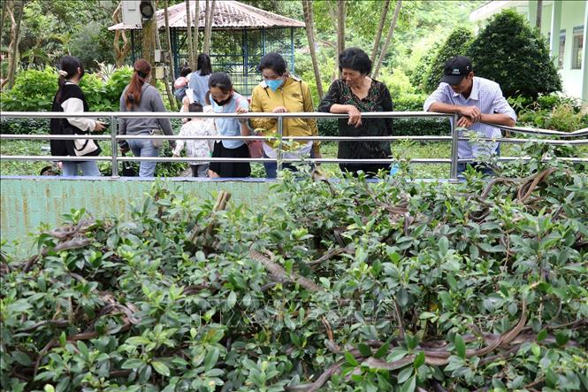 Trong ảnh: Du khách tham quan các loại rắn đang được nuôi tại Trại rắn Đồng Tâm. Ảnh: Hữu Chí - TTXVN