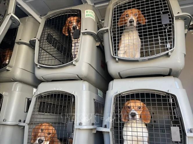 Trong ảnh: Hàng nghìn con chó Beagle được phát hiện bị nuôi nhốt để bán cho các phòng thí nghiệm ở Cumberland, bang Virginia (Mỹ). Ảnh: New York Times/TTXVN