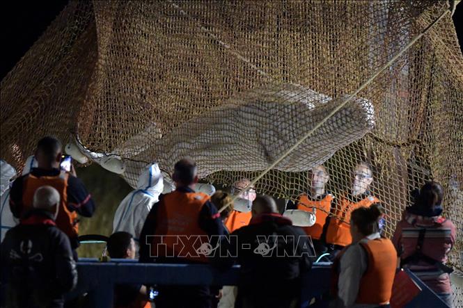 Trong ảnh: Các chuyên gia cứu hộ giải cứu cá voi trắng Beluga bơi lạc vào sông Seine, tại Notre Dame de la-Garenne, Pháp, ngày 9/8/2022. Ảnh: AFP/ TTXVN
