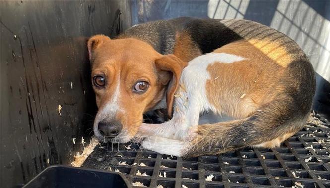Trong ảnh: Hàng nghìn con chó Beagle được phát hiện bị nuôi nhốt để bán cho các phòng thí nghiệm ở Cumberland, bang Virginia (Mỹ). Ảnh: CNN/TTXVN