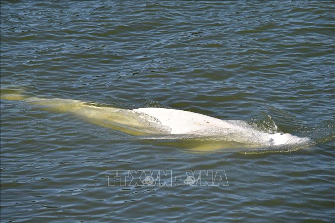 Trong ảnh: Cá voi trắng Beluga bơi lạc vào sông Seine, tại Courcelles-sur-Seine, Pháp, ngày 5/8/2022. Ảnh: AFP/ TTXVN