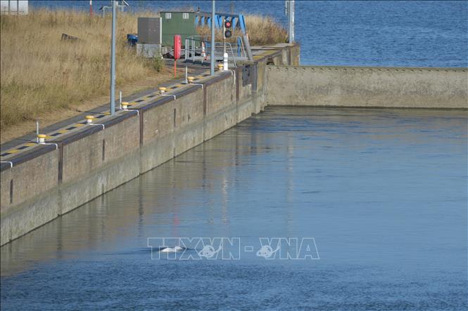 Trong ảnh: Cá voi trắng Beluga bơi lạc vào sông Seine, tại Notre Dame de la-Garenne, Pháp, ngày 9/8/2022. Ảnh: AFP/ TTXVN