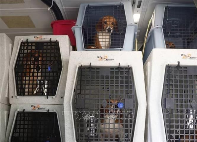 Trong ảnh: Hàng nghìn con chó Beagle được phát hiện bị nuôi nhốt để bán cho các phòng thí nghiệm ở Cumberland, bang Virginia (Mỹ). Ảnh: Humane Society Of Huron Valley/TTXVN