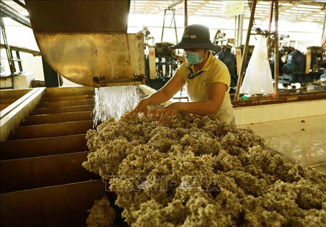 Xưởng chế biến cao su xuất khẩu tại nhà máy của Công ty Phú Riềng. Ảnh: Vũ Sinh - TTXVN