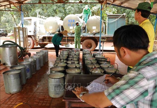 Tập kết mủ cao su nước để đưa về nhà máy sản xuất. Ảnh: Vũ Sinh - TTXVN