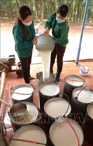Tập kết mủ cao su nước để đưa về nhà máy sản xuất. Ảnh: Vũ Sinh - TTXVN