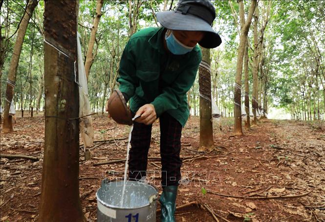 Công nhân của Công ty thu hoạch mủ cao su nước vào sau 9 giờ sáng. Ảnh: Vũ Sinh - TTXVN