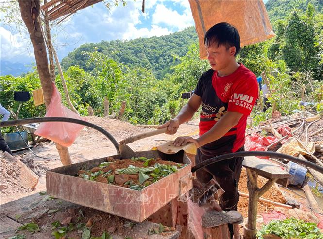 Một phu vàng trộn lẫn lá cây và quặng vàng để nghiền nhỏ quặng. Ảnh: Nhóm PV TTXVN tại Lai Châu