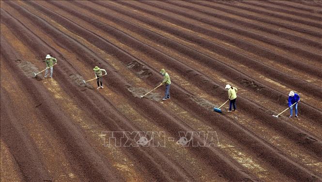 Cà phê là một trong những ngành hàng nông sản xuất khẩu chủ lực của Việt Nam, hằng năm thu về hàng tỷ USD thông qua việc xuất khẩu tới trên 80 quốc gia và vùng lãnh thổ, chiếm khoảng 10% tổng kim ngạch xuất khẩu nông lâm thủy sản. Ảnh: Vũ Sinh - TTXVN