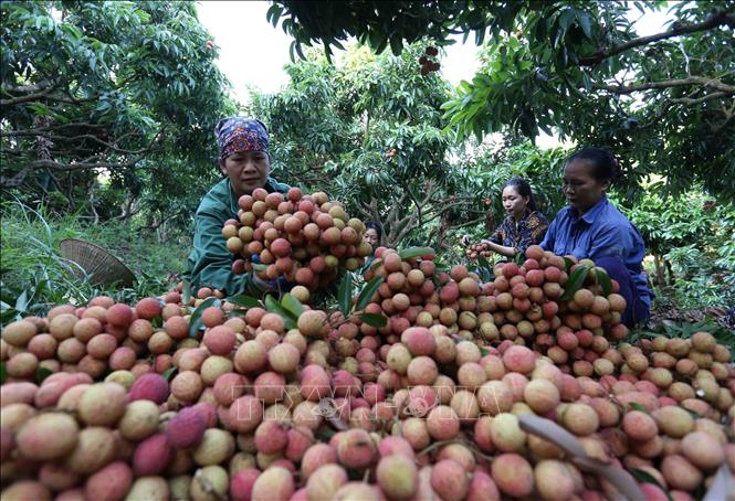 Sau hơn 35 năm Đổi mới, Việt Nam đã trở thành một trong những nước xuất khẩu nông sản lớn trên thế giới. Ảnh: TTXVN