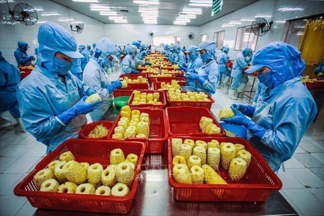 Qua 35 năm Đổi mới, Việt Nam trở thành một trong những nước xuất khẩu nông sản lớn trên thế giới. Ảnh: Trọng Đạt - TTXVN 
