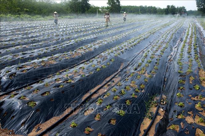rong ảnh: Phát triển diện tích sâm Bố Chính Quảng Bình. Ảnh: TTXVN phát.
