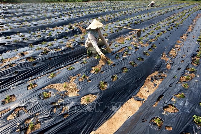 Trong ảnh: Phát triển diện tích sâm Bố Chính Quảng Bình. Ảnh: TTXVN phá