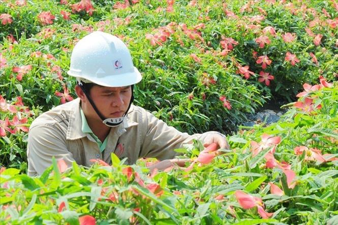 Trong ảnh: Phát triển diện tích sâm Bố Chính Quảng Bình. Ảnh: TTXVN phát.