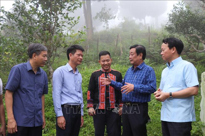 Bộ trưởng Bộ NN và PTNT Lê Minh Hoan thăm, khảo sát vùng chè Shan tuyết tại xã Suối Giàng, huyện Văn Chấn. Ảnh: Đức Tưởng - TTXVN 
