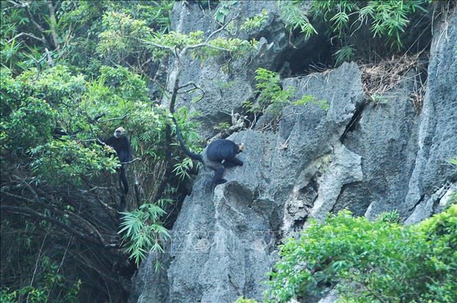 Voọc Cát Bà là loài linh trưởng rất quý hiếm chỉ có ở các khu rừng nhiệt đới ẩm ướt trên đảo Cát Bà. Ảnh: Minh Đức - TTXVN