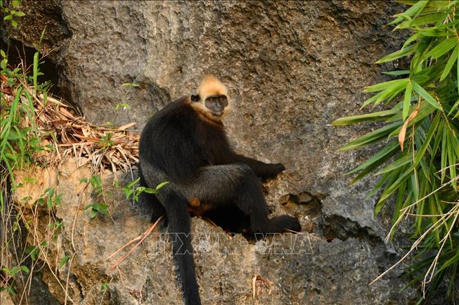 Voọc Cát Bà với đặc trưng là lông tóc trên đầu có màu vàng, tên khoa học là Trachypithecus poliocephalus, là một trong những loài linh trưởng quý hiếm nhất trên thế giới và chỉ được tìm thấy trên đảo Cát Bà, ngoài khơi thành phố Hải Phòng. Ảnh: Minh Đức - TTXVN