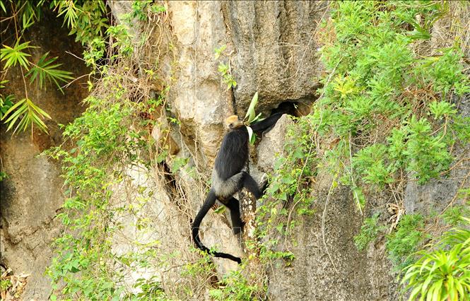 Loài voọc Cát Bà hay voọc đầu vàng, có tên khoa học là Trachypithecus poliocephalus, một trong những loài linh trưởng quý hiếm nhất trên thế giới và chỉ được tìm thấy trên đảo Cát Bà, ngoài khơi thành phố Hải Phòng. Ảnh: Minh Đức - TTXVN