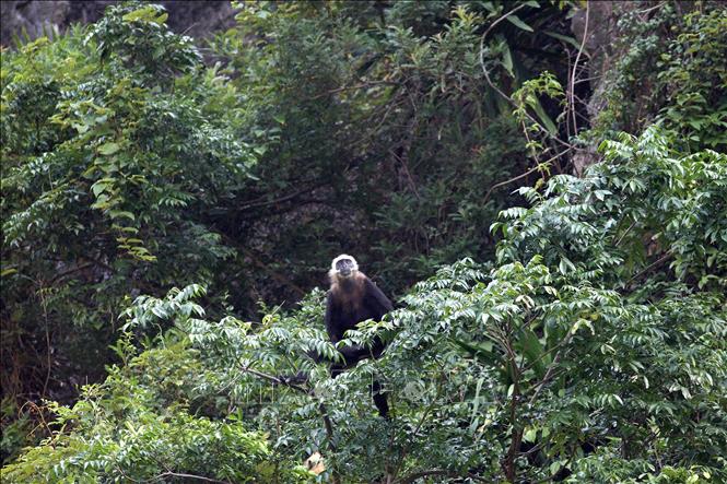 Voọc Cát Bà là loài linh trưởng rất quý hiếm chỉ có trong các khu rừng nhiệt đới ẩm ướt trên Cát Bà. Ảnh: Minh Đức - TTXVN