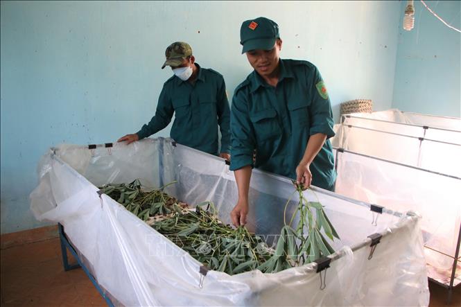 Trong ảnh: Chiến sĩ Tiểu đội dân quân chăm sóc dế. Ảnh: Đinh Hương – TTXVN