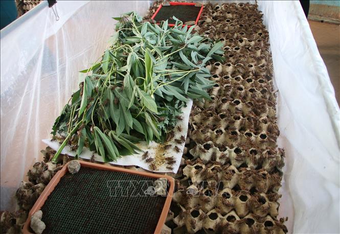 Trong ảnh: Chuồng nuôi dế của Tiểu đội Dân quân thường trực xã Bình Tân Phú (Bình Sơn, Quảng Ngãi). Ảnh: Đinh Hương – TTXVN