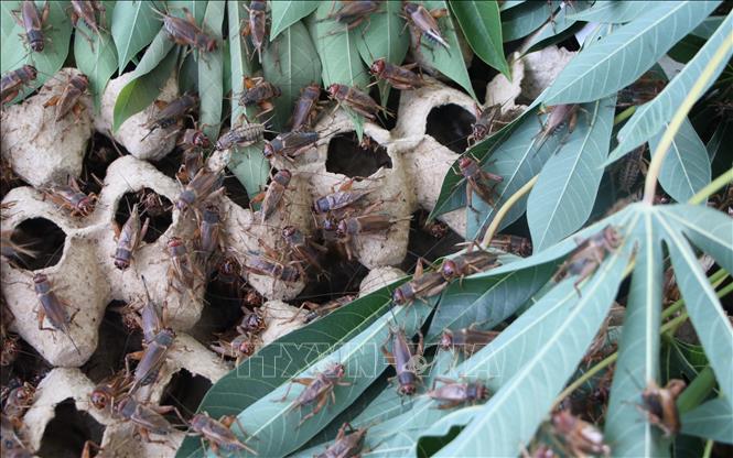 Thoát nghèo nhờ mô hình nuôi dế thương phẩm  Ảnh thời sự trong nước  Kinh  tế  Thông tấn xã Việt Nam TTXVN