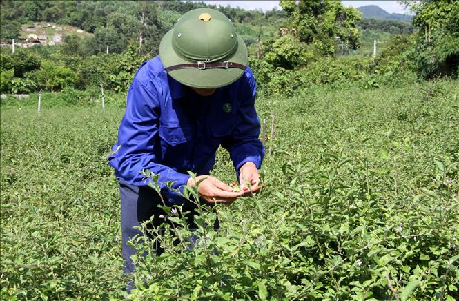 Cây dược liệu ở Hà Giang vẫn còn là tiềm năng
