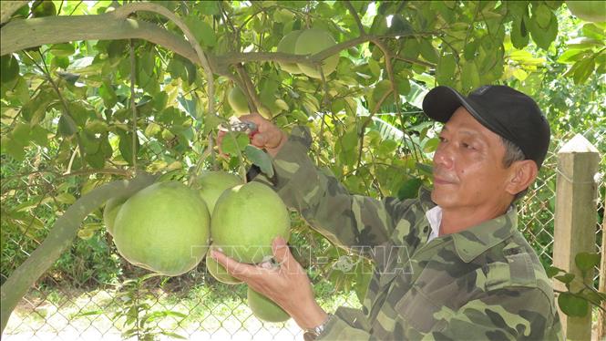 Trong ảnh: Nông dân phường Thủy Biều thành phố Huế tất bật thu hoạch bưởi thanh trà. Ảnh: Tường Vi - TTXVN