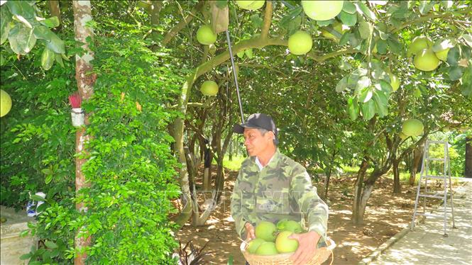 Trong ảnh: Từ giữa tháng 8 đến nay, nông dân tại phường Thủy Biều, thành phố Huế tất bật thu hoạch bưởi thanh trà. Ảnh: Tường Vi - TTXVN