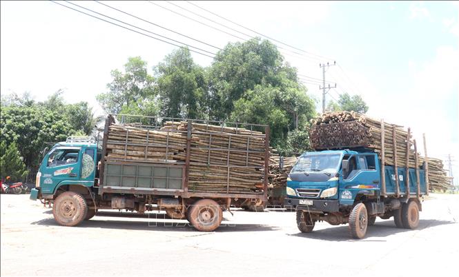 Trong ảnh: Xe ô tô tải có dấu hiệu cơi nới thùng và chở quá khổ cây gỗ rừng trồng trên địa bàn huyện Gio Linh. Ảnh: Nguyên Lý-TTXVN
